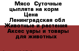Мясо. Суточные цыплята на корм.  › Цена ­ 90 - Ленинградская обл. Животные и растения » Аксесcуары и товары для животных   